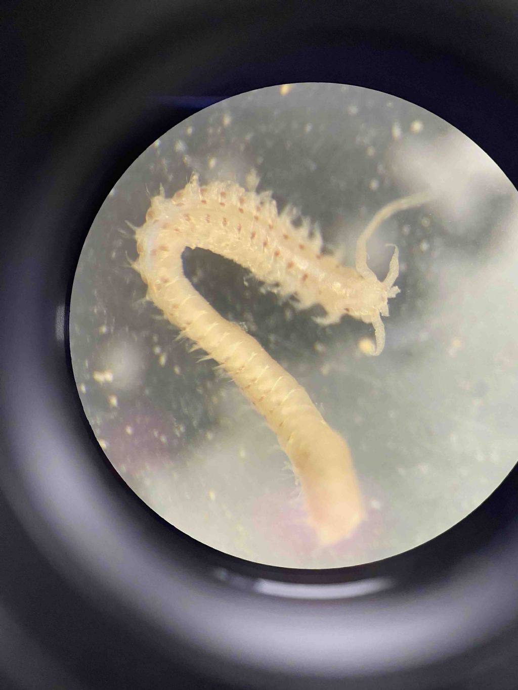 Riconoscimento famiglie Policheti